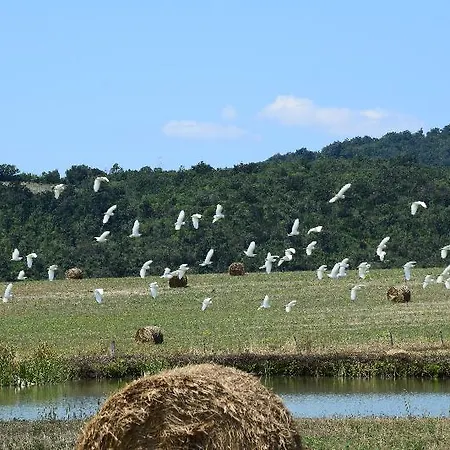 Bio Aia Della Colonna